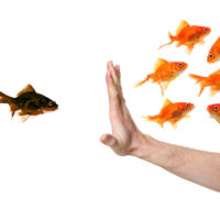 hand discriminating against black goldfish